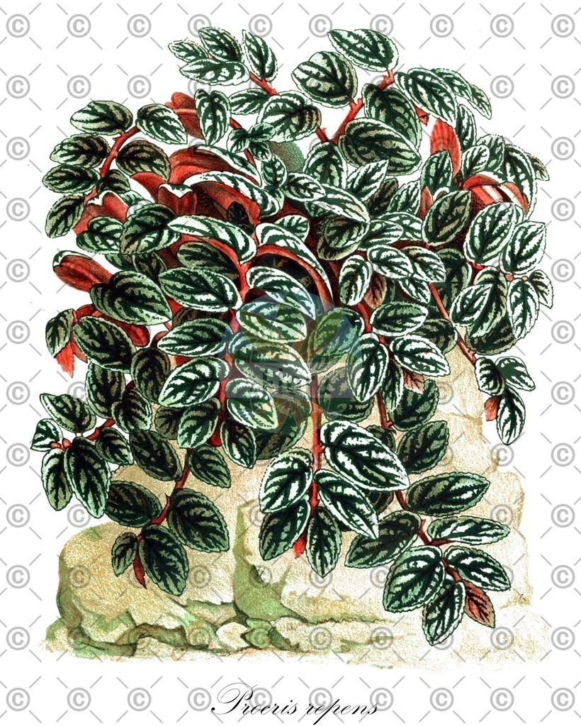 HistAbb_wfo-0000727150_1_ENZY_Simple | Historische Abbildung von Procris repens - Urticaceae | Historical Illustration of Procris repens - Urticaceae