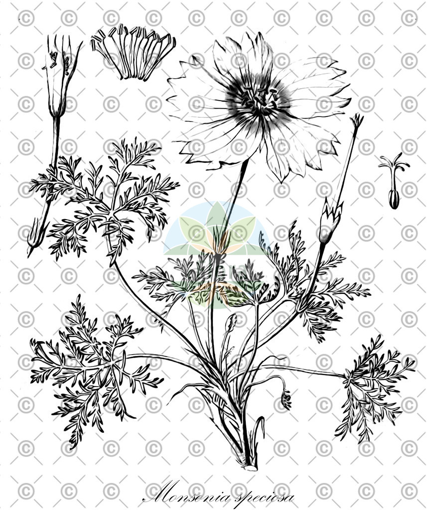 HistAbb_wfo-0000029791_1_SIMPLE | Historische Abbildung von Monsonia speciosa - Geraniaceae | Historical Illustration of Monsonia speciosa - Geraniaceae