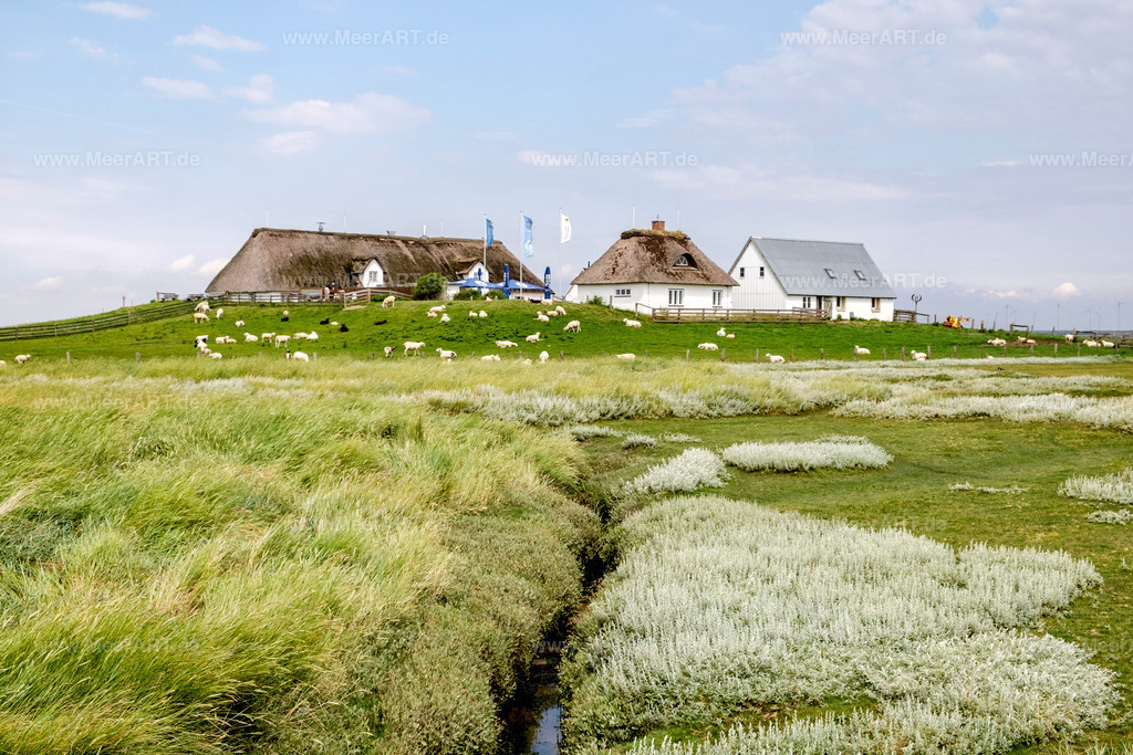 Hamburger Hallig | Ausflug zur Hamburger Hallig an der Westküste in Nordfriesland - Realisiert mit Pictrs.com