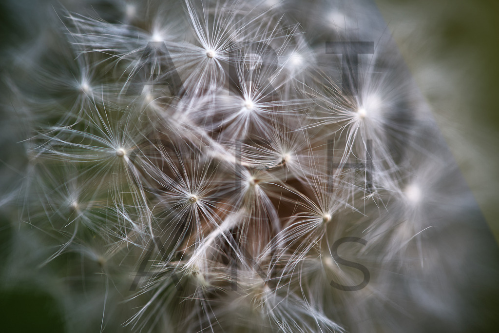 Ein Hans Fineart Original | Entdecke die Kunst von Hans Fineart - Fotografien für dein Zuhause. Verwandle deine Wände mit einzigartigen Kunstwerken und bringe die Schönheit der Welt in dein Leben. Bestelle jetzt und schaffe einen Ort der Inspiration und Eleganz.