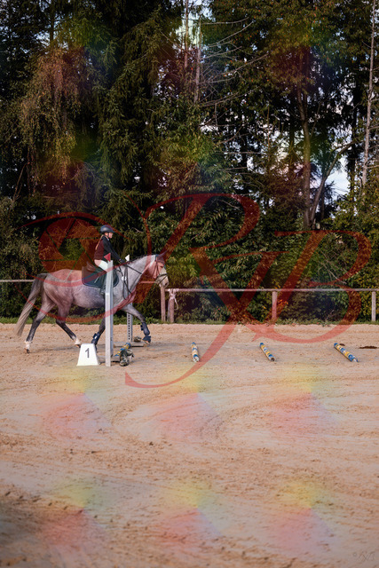2026_10_03_Siefer-Hof_145033_Z81_28424919 | Professionelle Reitsport-, Turnier- und Eventfotografie von Robert Broda. Galerien mit ausgewählten und bearbeiteten Bildern direkt online ansehen und bestellen.
