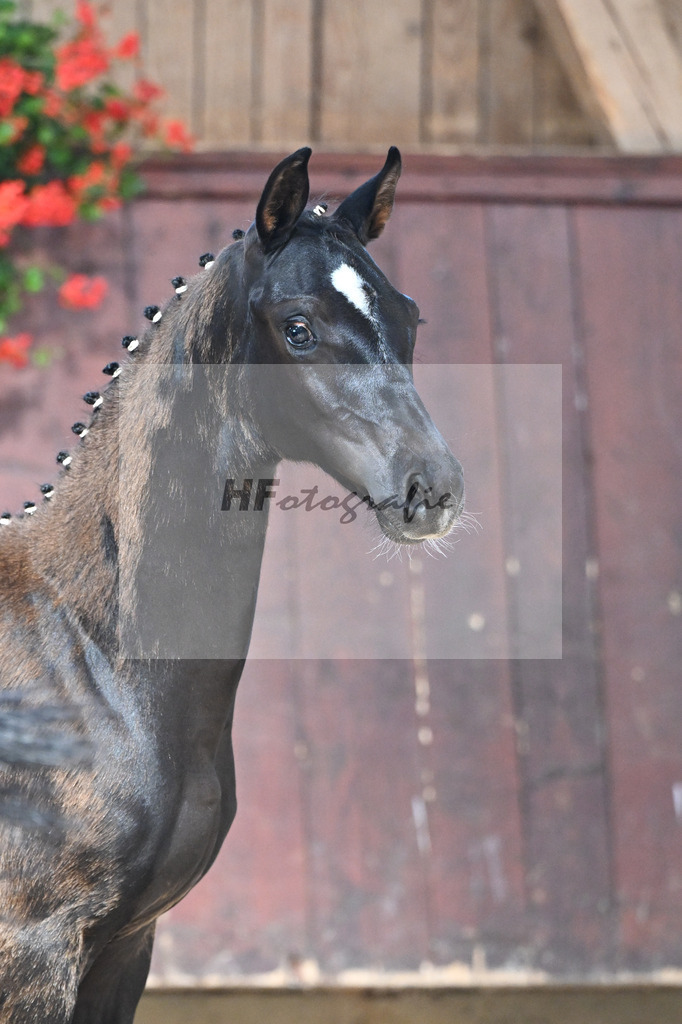 Kat-Nr. 18 Fanegro x Danciano_SF_Seiler_25250446 | hf-fotografie - Realisiert mit Pictrs.com