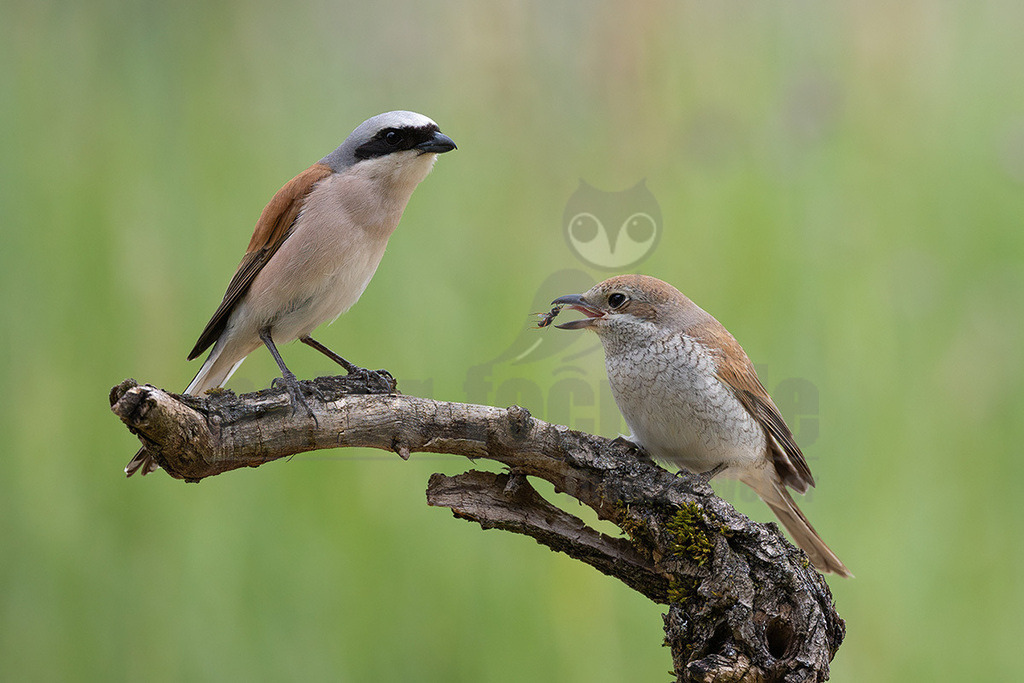 R6NF4433_20240530 | Obwohl der Neuntöter kaum größer ist als ein Spatz, gehören große Libellen, kleine Mäuse und Jungvögel zu seinen Beutetieren. Von einem Aussichtspunkt aus beobachtet er den Boden im nahen Umkreis. Wenn er eine Maus entdeckt hat, stürzt er sich auf sie und tötet sie mit seinem spitzen Schnabel, ähnlich wie ein großer Raubvogel. Insekten fängt der Neuntöter im Flug.  - Realisiert mit Pictrs.com
