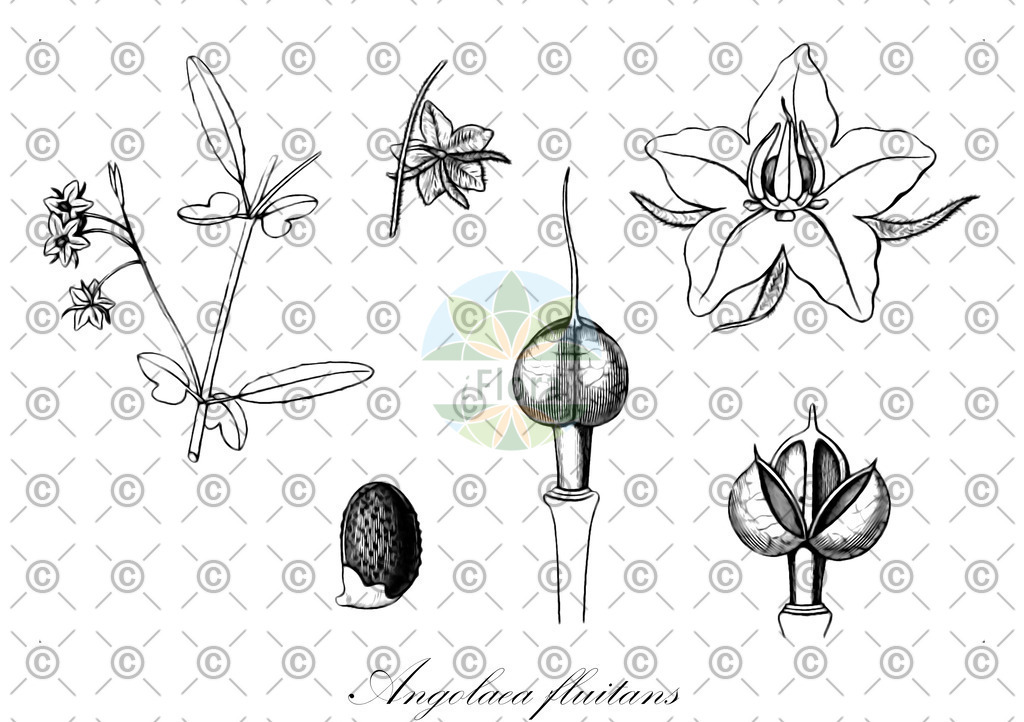HistAbb_wfo-0000536542_388_ENZY_Simple | Historische Abbildung von Angolaea fluitans - Podostemaceae | Historical Illustration of Angolaea fluitans - Podostemaceae