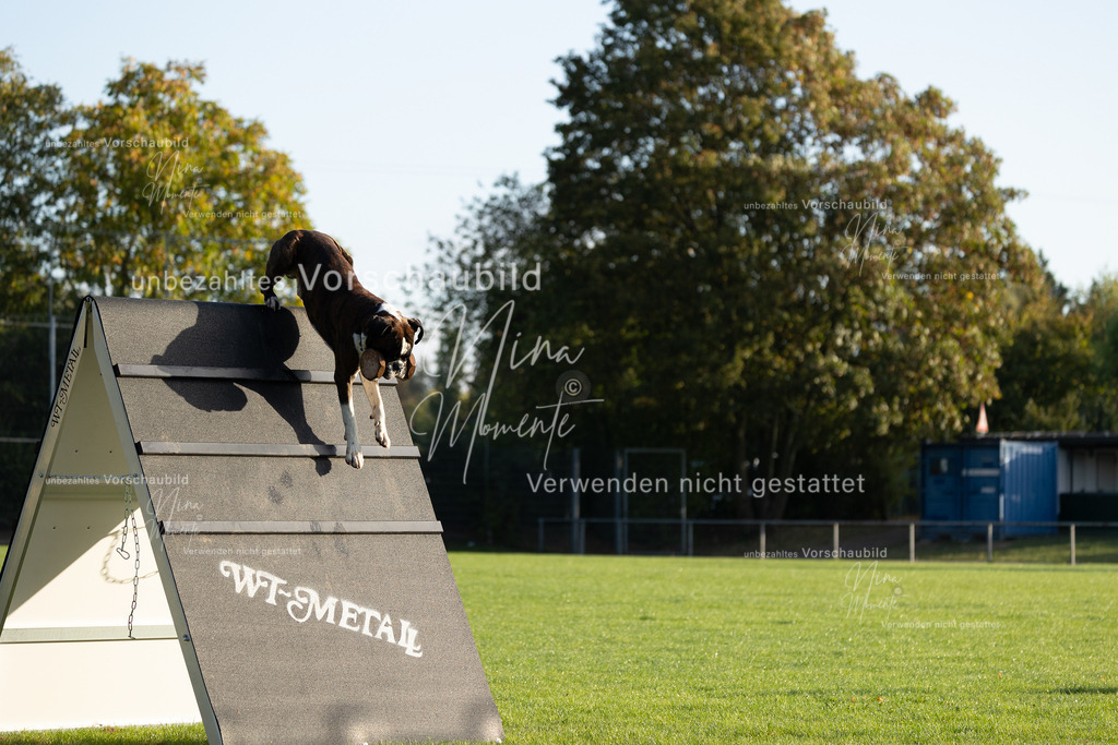 _16A6136 | Einzigartige Fotos von Hunden & Menschen –Actionfotos, Portraits, Vereinsaufnahmen & Paarshootings – authentisch, lebendig & mit Herz.