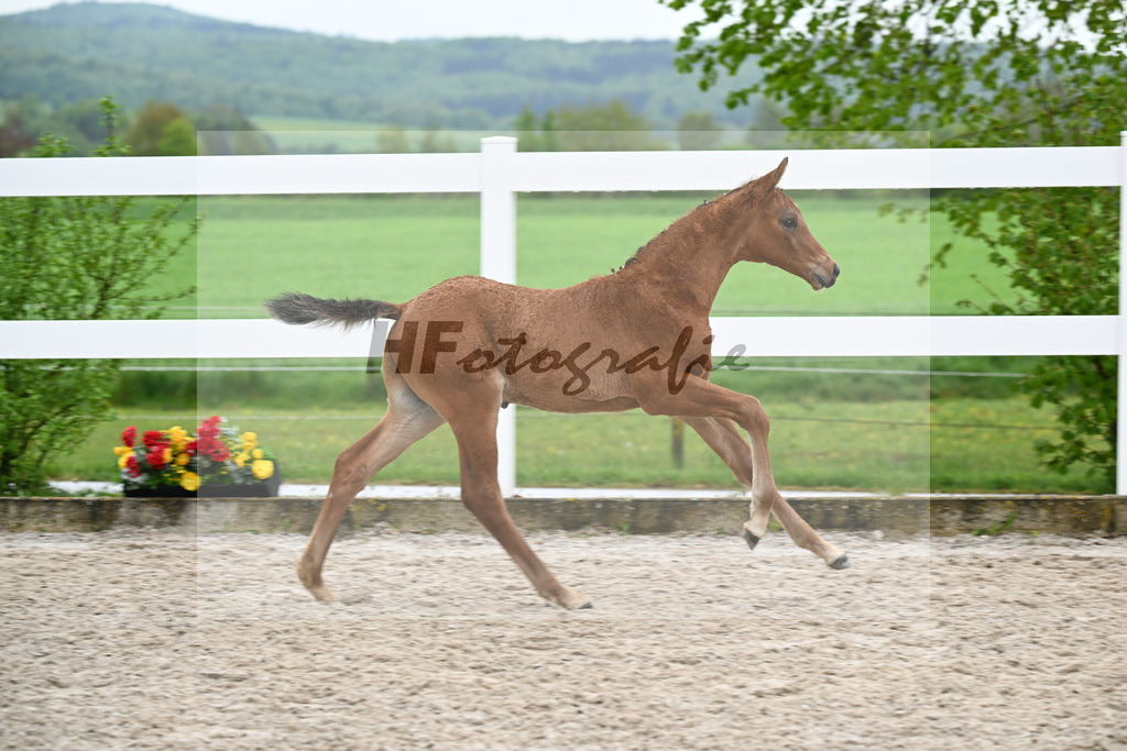 Kat-Nr. 23 HF Chaccos Son x Stolzenberg_Strohmeier_23261502 | hf-fotografie - Realisiert mit Pictrs.com