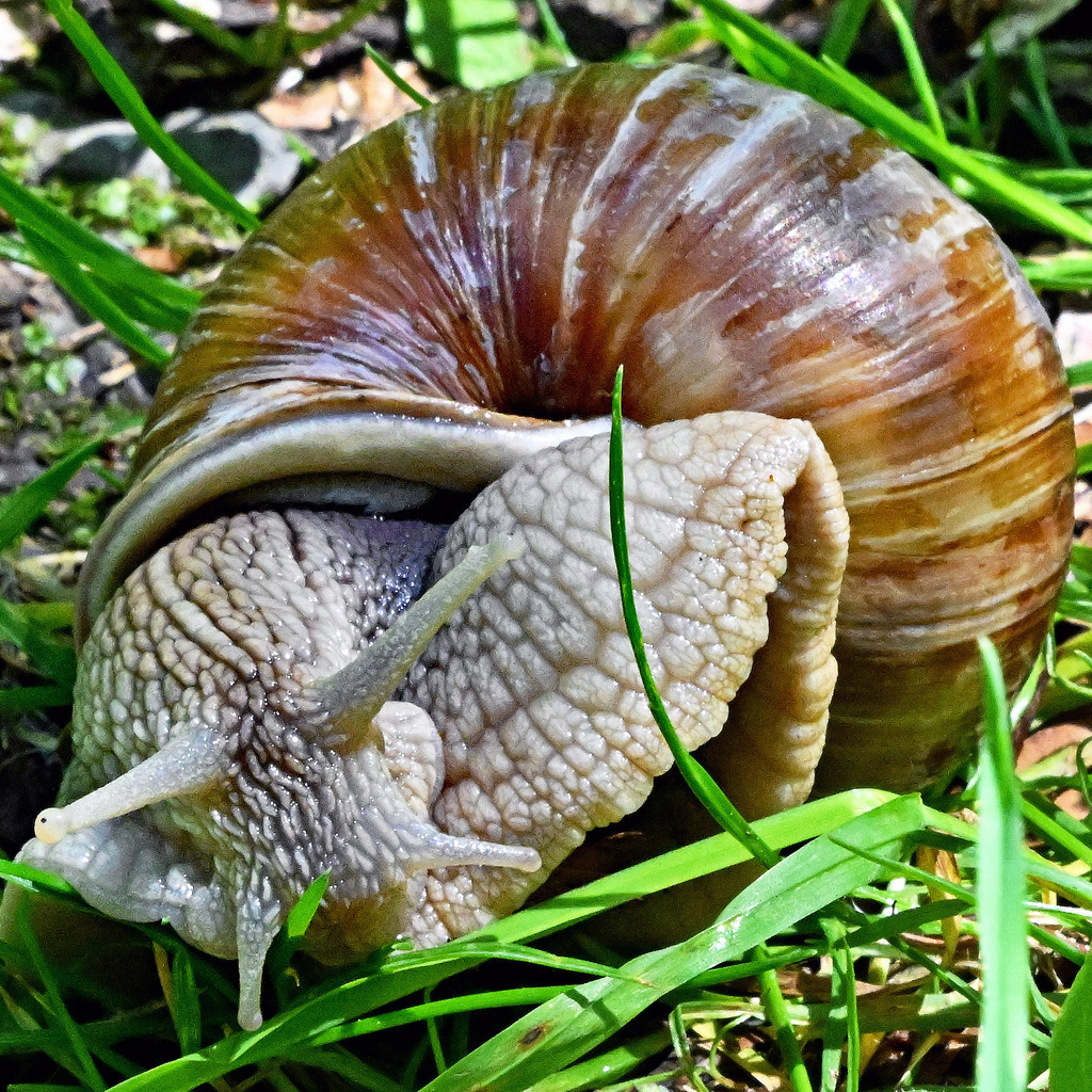 Weinbergschnecke01q | lucisnaturbilder - Realisiert mit Pictrs.com