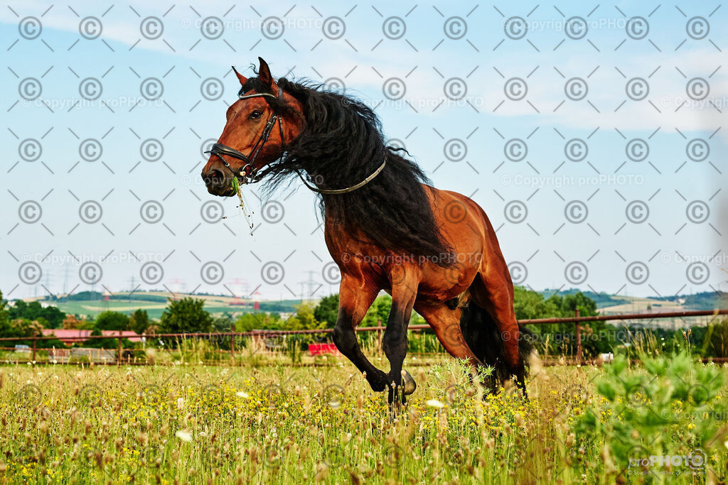 139_202406_Niki-Herodes_NZ9_9925 | proPHOTO - Realisiert mit Pictrs.com