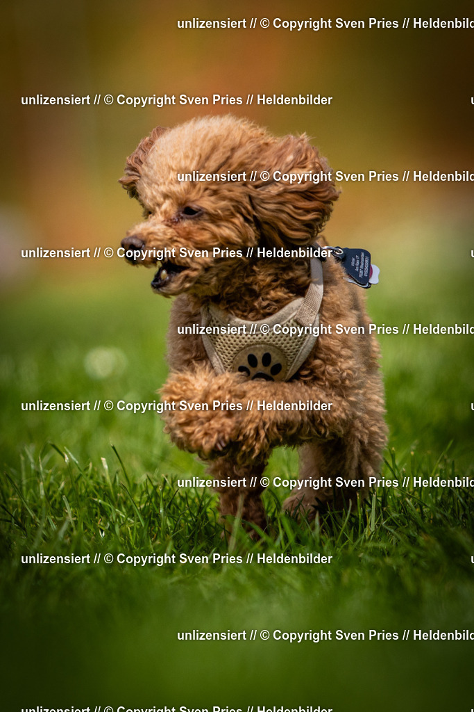 Sven Pries | 2025-04-13 - Hunderennen Baden-Baden - Realisiert mit Pictrs.com