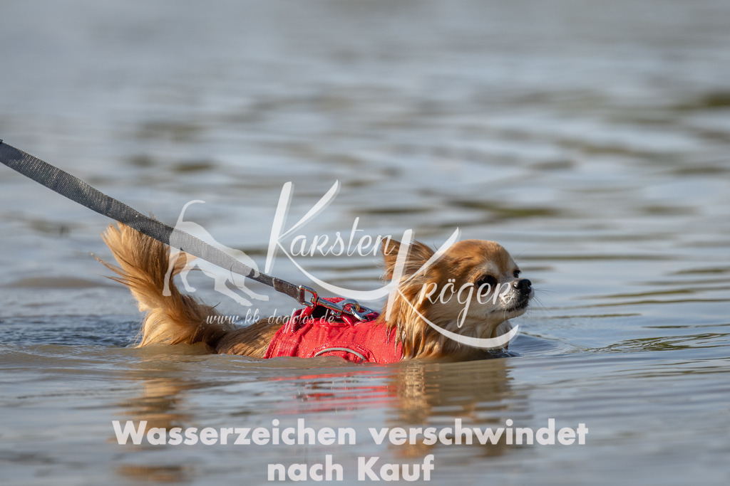 1424_ZZ92438 | kk-dogfotos