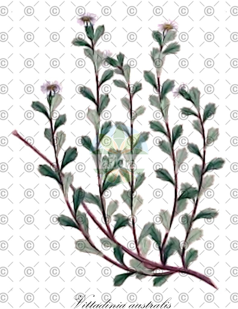 HistAbb_wfo-0000422351_1_ENZY_Simple | Historische Abbildung von Vittadinia australis - Asteraceae | Historical Illustration of Vittadinia australis - Asteraceae