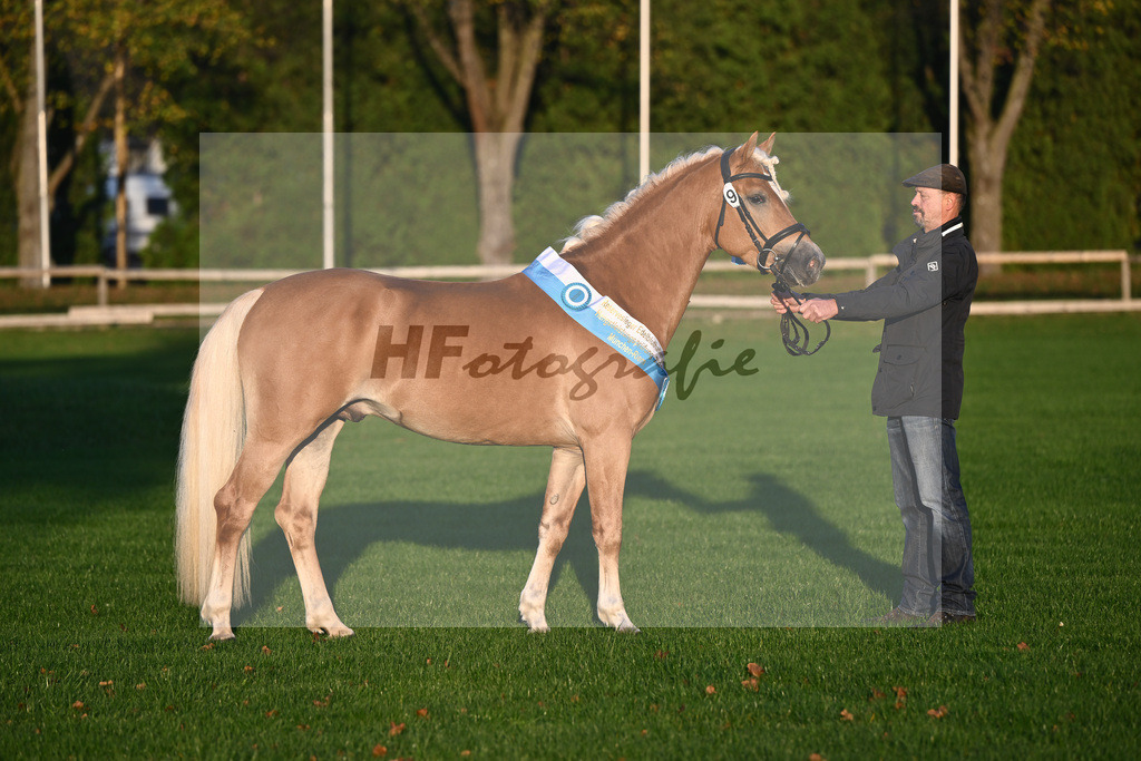 Kat-Nr. 9 Exclusiv_Haflingergestuet Dornburg_44241185 | hf-fotografie - Realisiert mit Pictrs.com