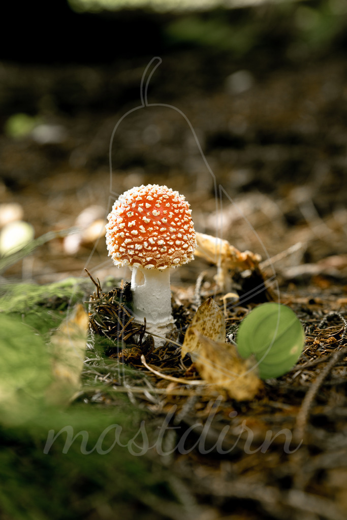 Fliegenpilz | Bei Veröffentlichung des Bildes ist eine Namensnennung wie folgt erforderlich: 
Foto: Mostdirn Irmgard Wieser - Realisiert mit Pictrs.com