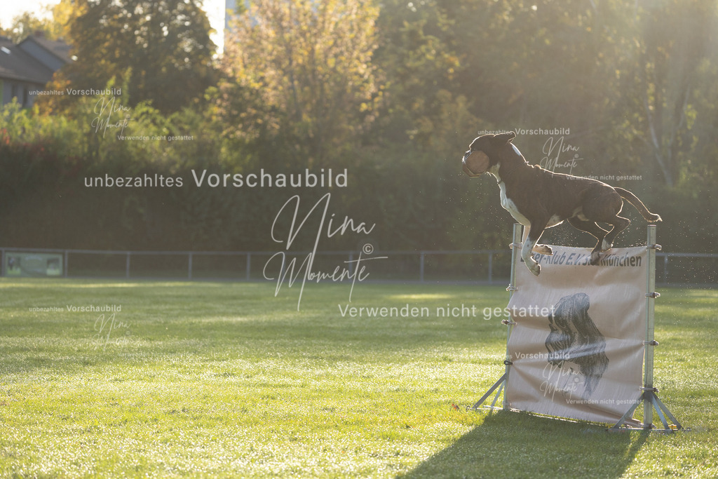 _16A6111 | Einzigartige Fotos von Hunden & Menschen –Actionfotos, Portraits, Vereinsaufnahmen & Paarshootings – authentisch, lebendig & mit Herz.