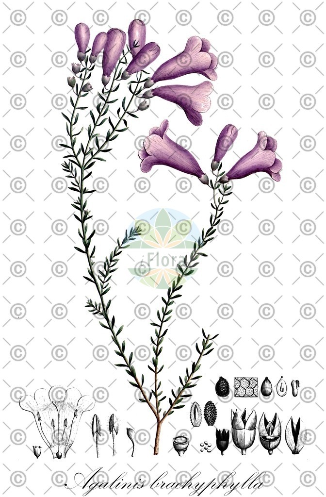HistAbb_wfo-0000522745_1_ENZY_Simple | Historische Abbildung von Agalinis brachyphylla - Orobanchaceae | Historical Illustration of Agalinis brachyphylla - Orobanchaceae