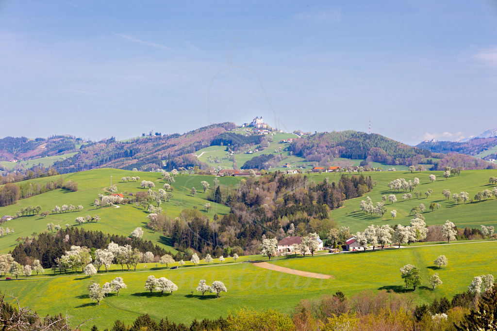 Birnbaumbluete_Mostviertel_2024_Mostdirn_Irmgard_Wieser-9063 | Ihre Fotografin im Lungau, ihre Fotografin im Mostviertel, Wandbilder Onlineshop, Imagefotos für Ihr Unternehmen,  - Realisiert mit Pictrs.com