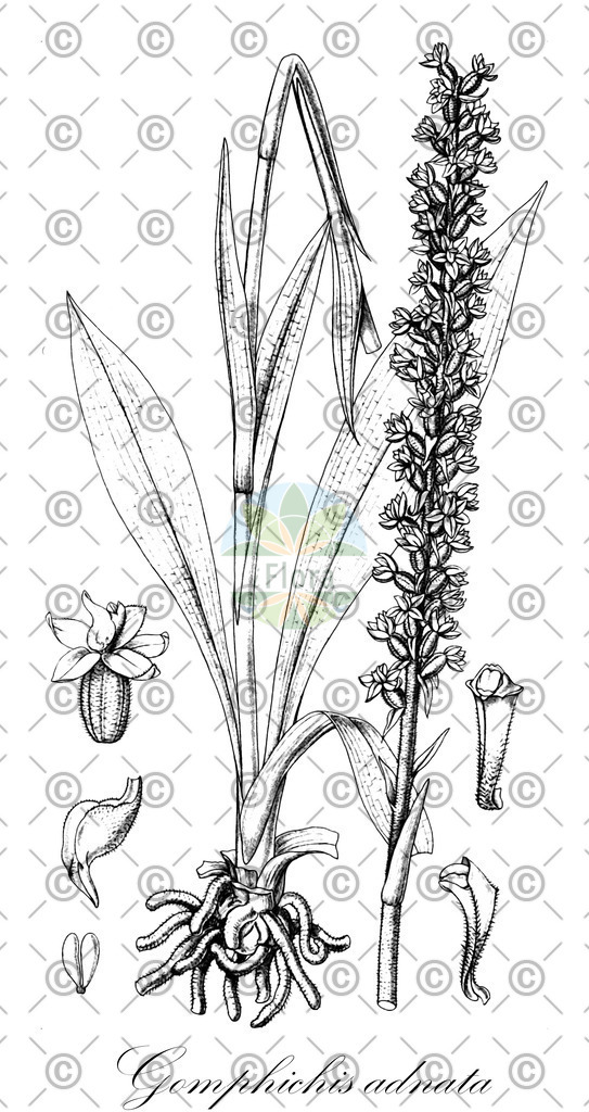 HistAbb_wfo-0000974255_1_ENZY_Simple | Historische Abbildung von Gomphichis adnata - Orchidaceae | Historical Illustration of Gomphichis adnata - Orchidaceae