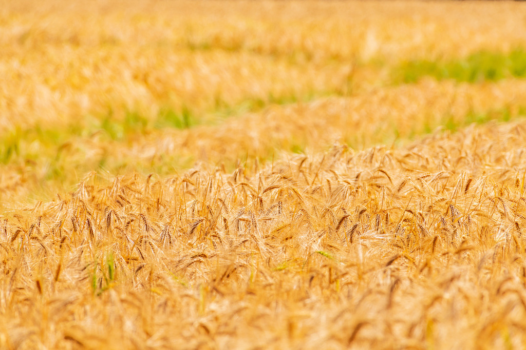 2022_06_30_KORNFELD_MCP0269 | Hochwertig gedruckte Fotografien für die Wand, als Kalender und zum Verschenken. Hamburg & Norddeutschland und überall wo ich mit der Kamera unterwegs war.