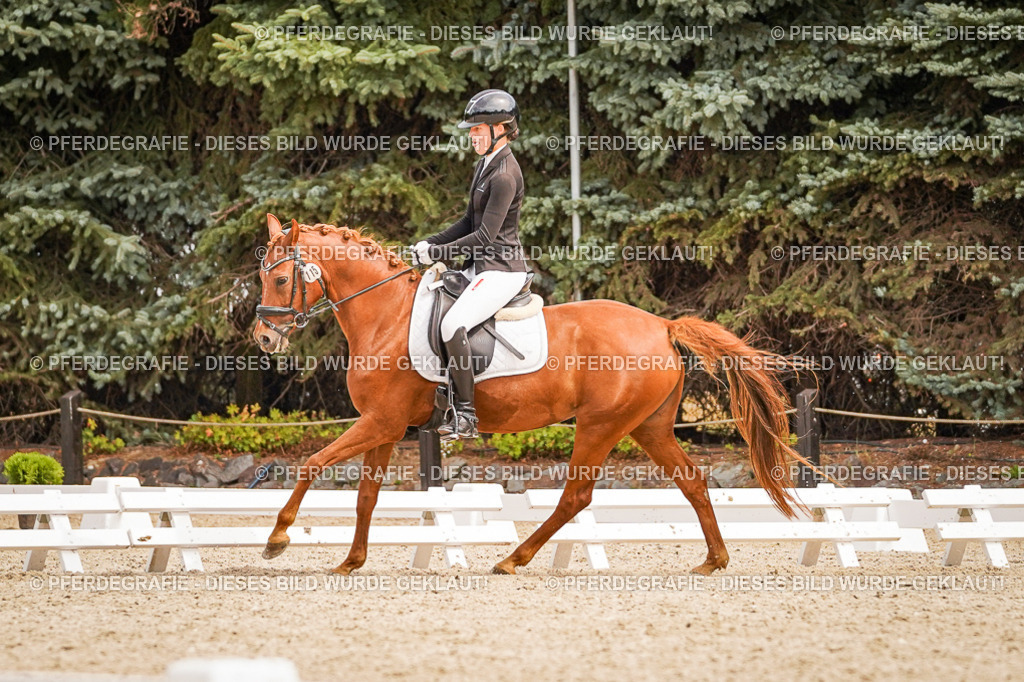 DSC02102 | Pferdegrafie