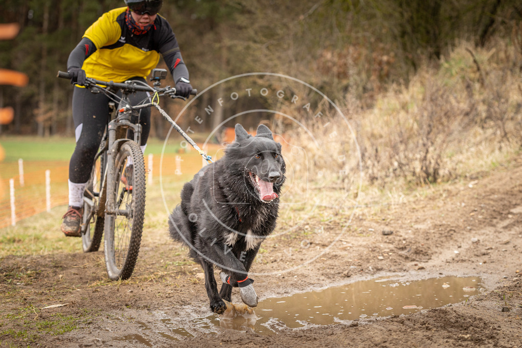 DV3A0913 | Hundefotografie, Tierfotograf, Pfotenfotografie, Fotoshooting Hund, Hunde Portrait, Hundesport, Hundeportraits, Heideshooting, Hunde, Sportfotograf, Hundefotograf, Turnierhundsport, THS,  - Realisiert mit Pictrs.com