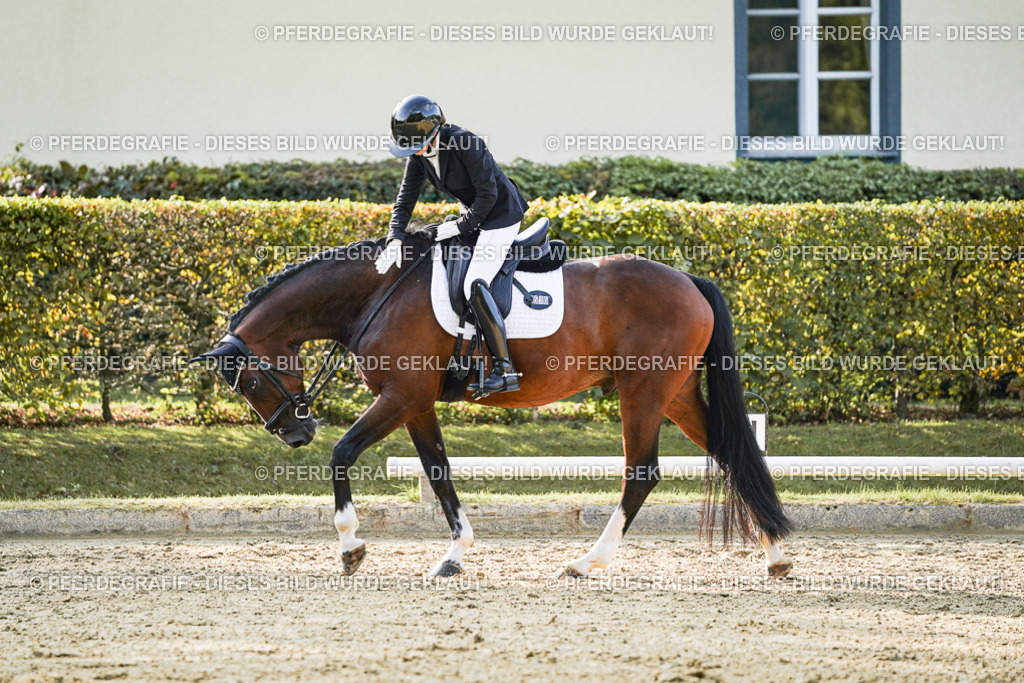 DSC05177 | Pferdegrafie