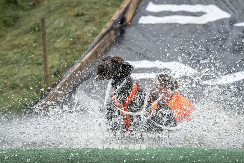 1221_ZZ94736 | kk-dogfotos