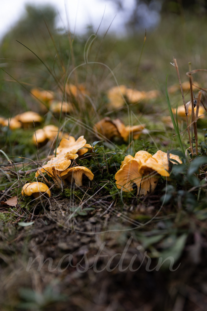 Eierschwammerl | Bei Veröffentlichung des Bildes ist eine Namensnennung wie folgt erforderlich: 
Foto: Mostdirn Irmgard Wieser - Realisiert mit Pictrs.com