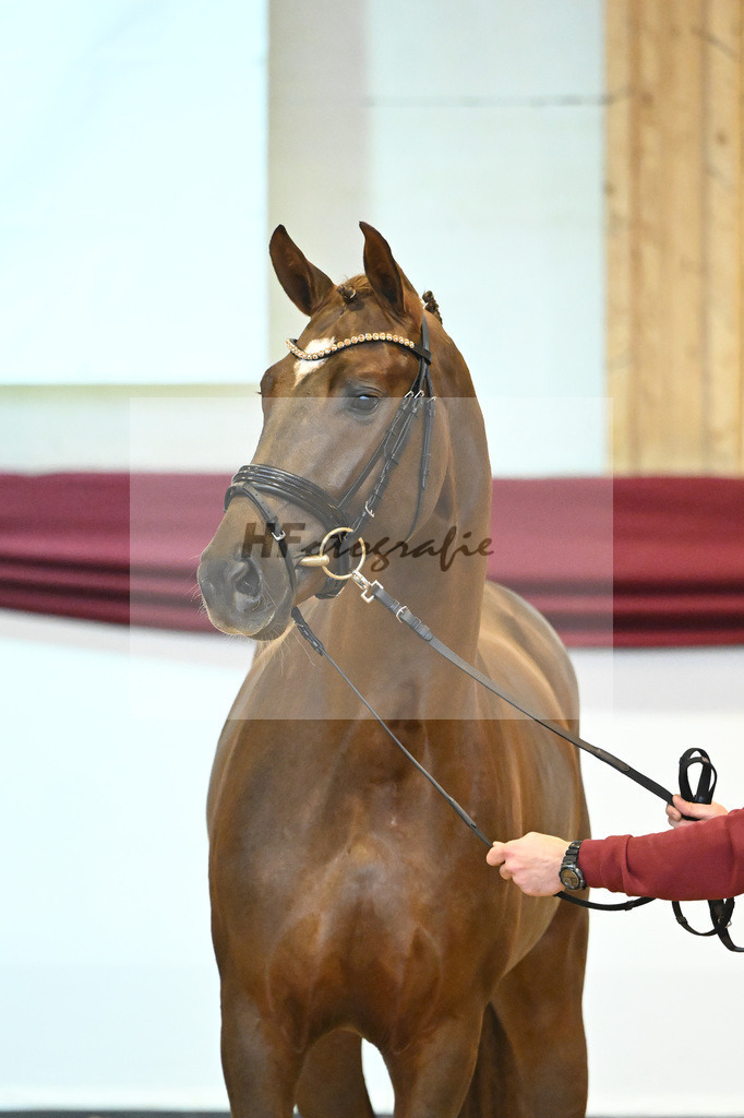 Kat-Nr. 58 v. Vivino_Gestuet Greim_66222313 | hf-fotografie - Realisiert mit Pictrs.com