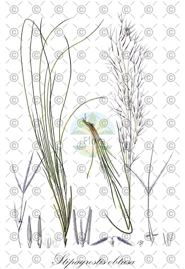 HistAbb_wfo-0000317097_1_ENZY_Simple | Historische Abbildung von Stipagrostis obtusa - Poaceae | Historical Illustration of Stipagrostis obtusa - Poaceae