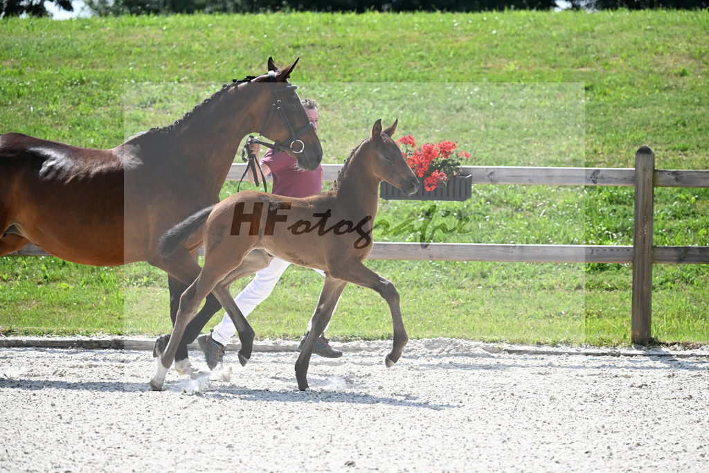 Kat-Nr. 43 Va Bene x De Niro_HF_Sommer_15251099 | hf-fotografie - Realisiert mit Pictrs.com