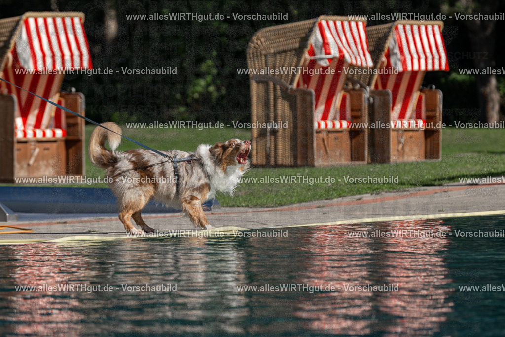 Hundeschwimmen_Volksbad_2026-allesWIRTHgut_Tierfotografie-2609061025-FAY05888 | Professionelle Tierfotografie in Mönchengladbach von Daniel Wirth (allesWIRTHgut). Liebevolle & natürliche Bilder von Hunden & Katzen für unvergessliche Erinnerungen.