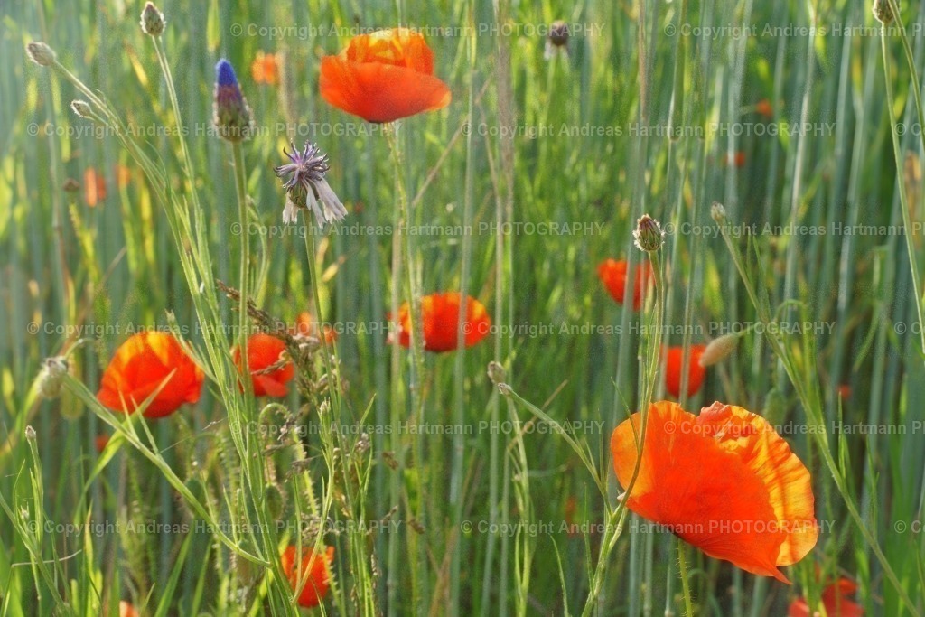 Klatschmohn im Getreidefeld | Klatschmohn im Getreidefeld - Realisiert mit Pictrs.com