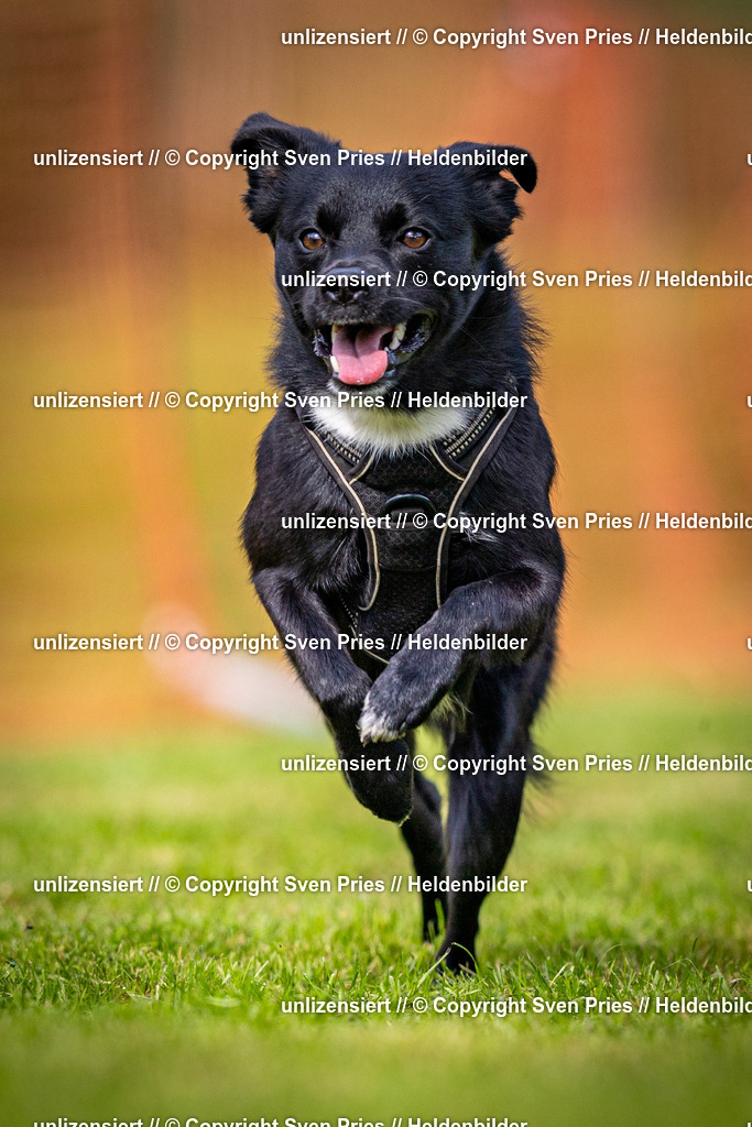 Sven Pries | 2024-09-22 - Hunderennen Baden-BadenPudelverein - Realisiert mit Pictrs.com