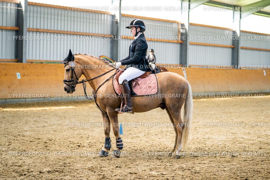 DSC01285 | Pferdegrafie