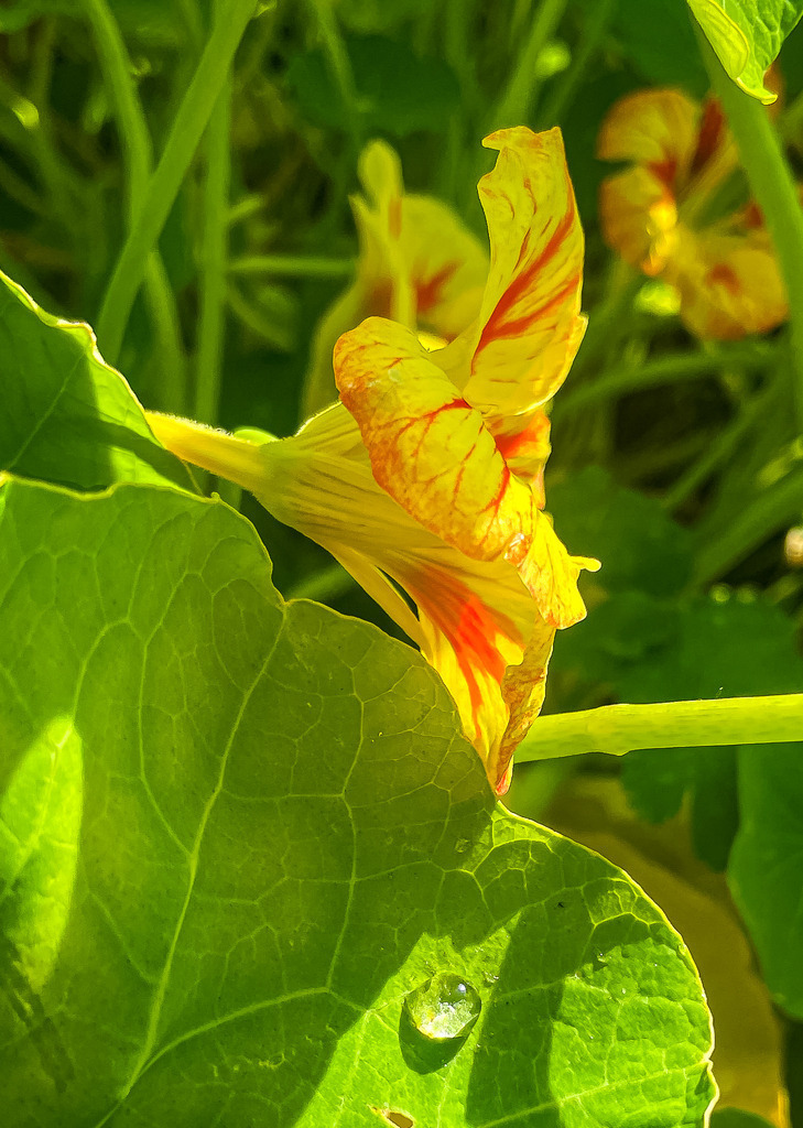 Wandbild Kapuzinerkresse Gelb-Orange – Botanischer Fine Art Kunstdruck | Bringe die lebendige, sonnige Frische des Sommers in dein Zuhause! Diese detailreiche Makroaufnahme fängt eine leuchtende Kapuzinerkresse in kräftigem Gelb-Orange in perfekter Schärfe ein. Die feinen Strukturen der Blütenblätter und ein zarter Wassertropfen auf dem grünen Blatt machen dieses Naturkunstwerk zu einem erfrischenden Blickfang. Ideal als farbenfrohes Poster für die Küche, als lebendige Leinwand im Esszimmer oder im modernen Wohnbereich. Jetzt in Galerie-Qualität direkt im Fotografie-Shop von trendpulsecreator sichern! - Realisiert mit Pictrs.com