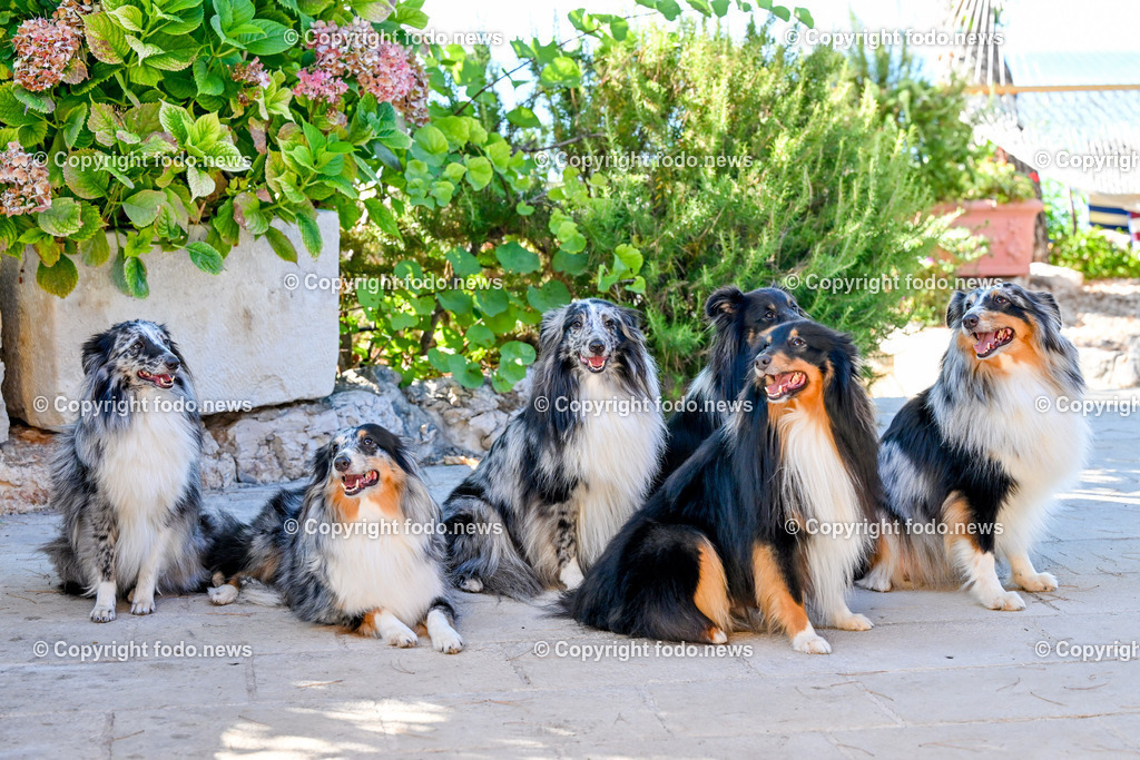 Hunde in Kroatien_ 31.07.2023-18 | bilder, linz, oberösterreich, österreich, europa, photo, foto, tiere, hunde, landwirtschaft, landschaft, politik, wirtschaft, wissenschaft, industrie, verkehr, medizin, society, fodo.news
