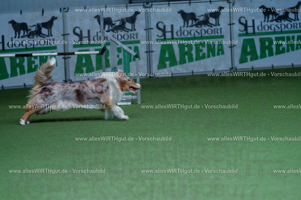 @allesWIRTHgut_Tierfotografie - www.allesWIRTHgut.de - 2604251217-7R501284 | Professionelle Tierfotografie in Mönchengladbach von Daniel Wirth (allesWIRTHgut). Liebevolle & natürliche Bilder von Hunden & Katzen für unvergessliche Erinnerungen.