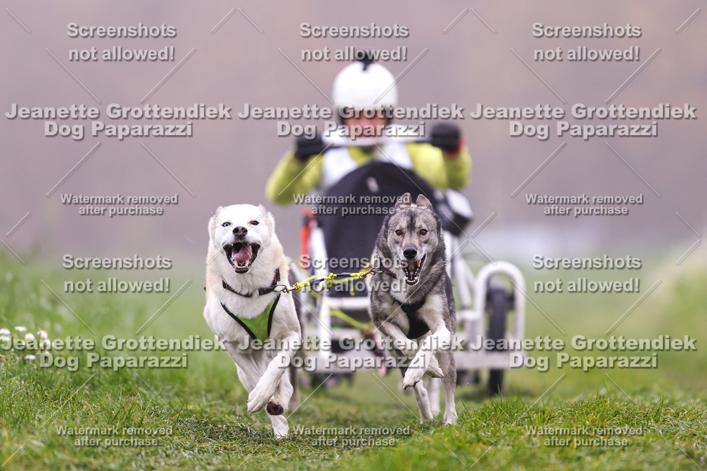 Dog Paparazzi - Visbeck 25 -20 | Dog Paparazzi Jeanette Grottendiek Fotografie & Videografie - Realisiert mit Pictrs.com