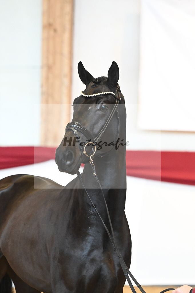 Kat-Nr. 45 Raven x Everdale_Rakelbusch_43230758 | hf-fotografie - Realisiert mit Pictrs.com