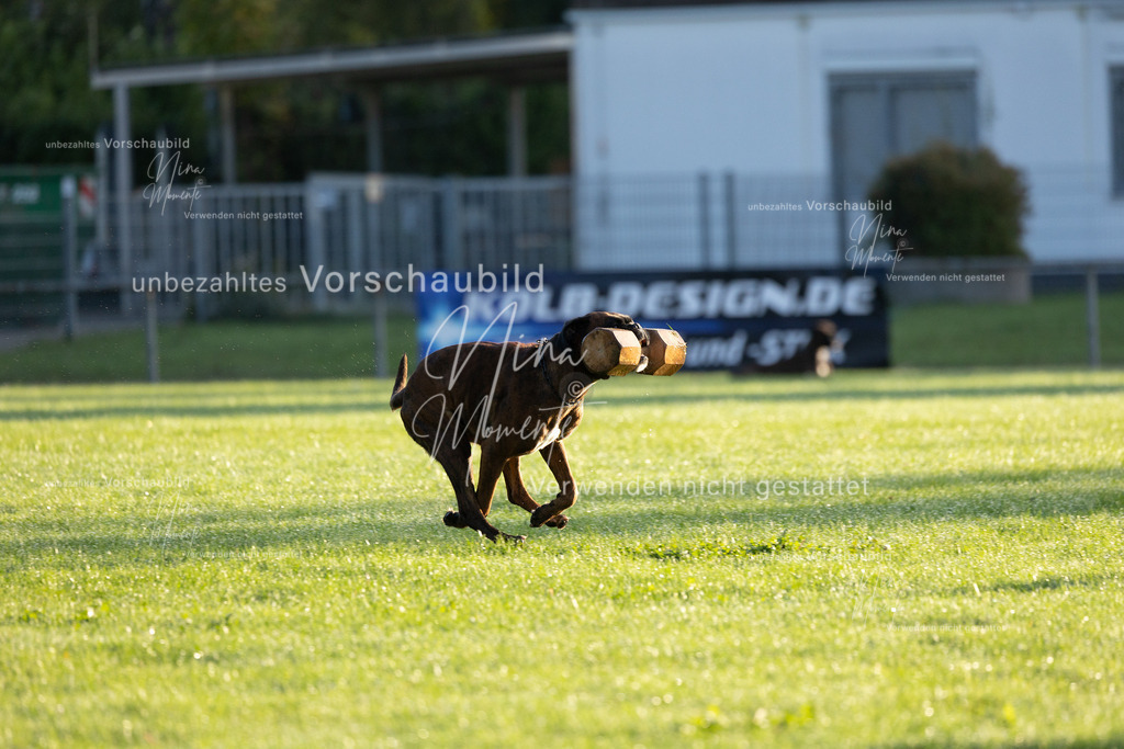 _16A6009 | Einzigartige Fotos von Hunden & Menschen –Actionfotos, Portraits, Vereinsaufnahmen & Paarshootings – authentisch, lebendig & mit Herz.