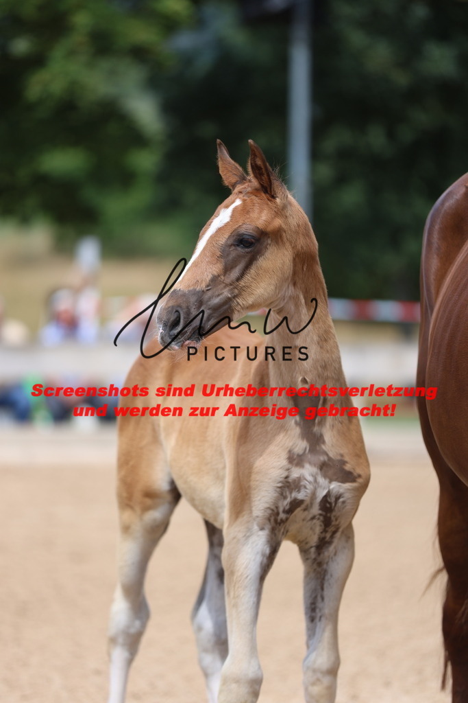 Fohlenschau_Schwäbisch_Hall_dressurbetonte_Fohlen_KN 5_6 | lmwpictures - Realisiert mit Pictrs.com