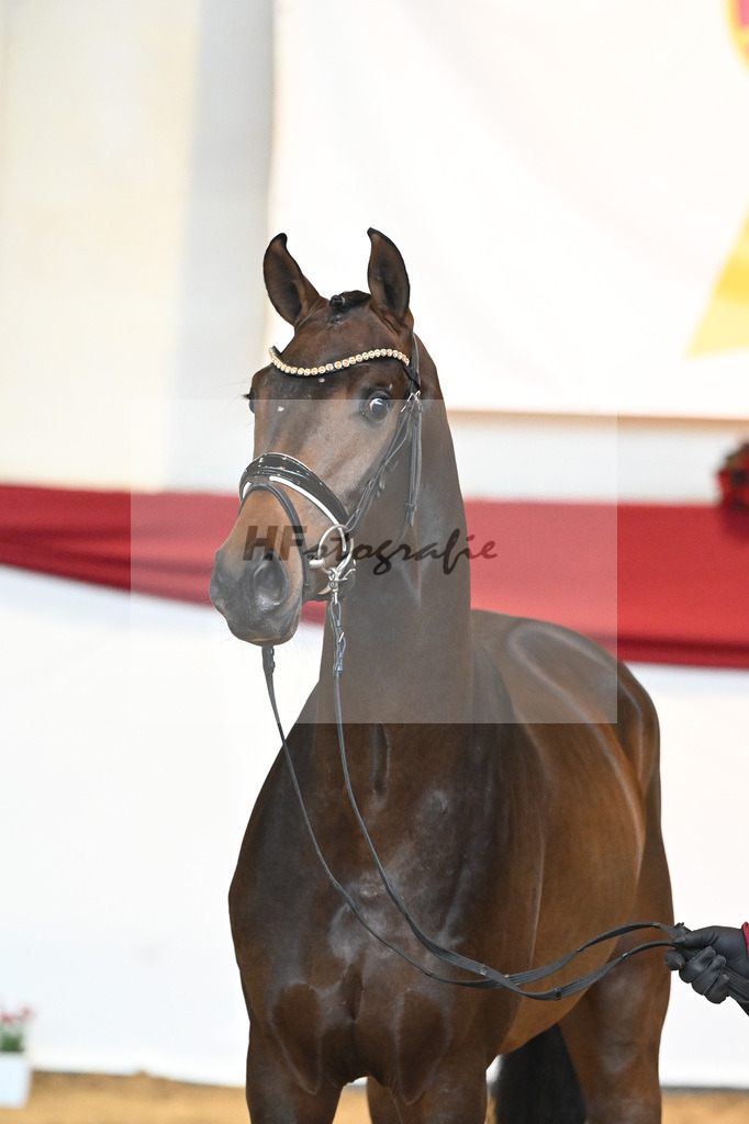 Kat-Nr. 62 Zackerey x Negro_Schep_43231058 | hf-fotografie - Realisiert mit Pictrs.com