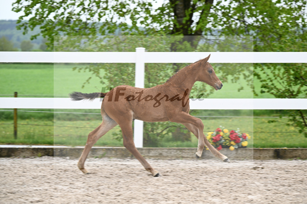Kat-Nr. 23 HF Chaccos Son x Stolzenberg_Strohmeier_23261507 | hf-fotografie - Realisiert mit Pictrs.com