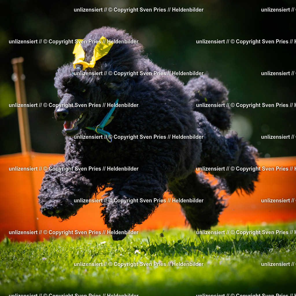 Sven Pries | 2025-08-10 - Hunderennen Durlach - Realisiert mit Pictrs.com