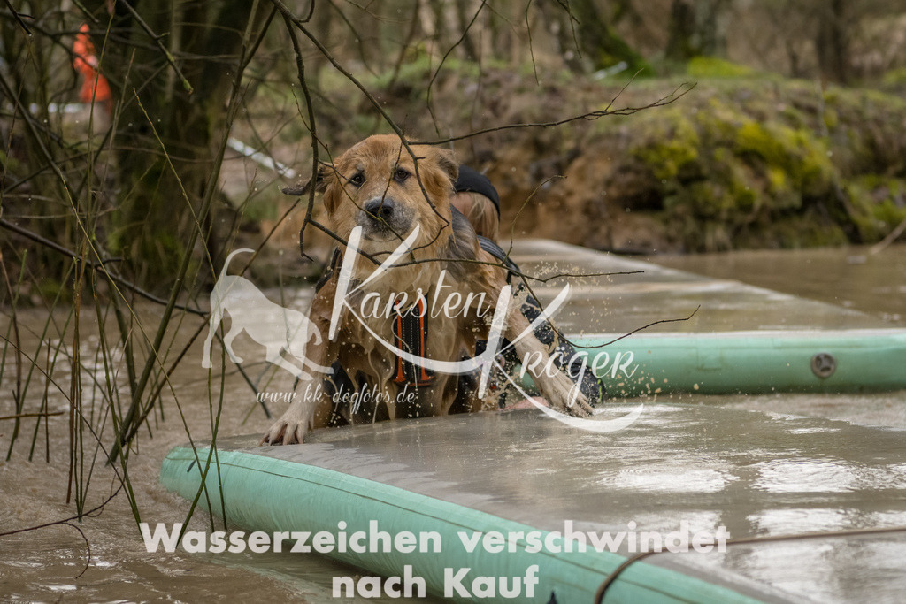 1333_ZZ90908-Bearbeitet | kk-dogfotos