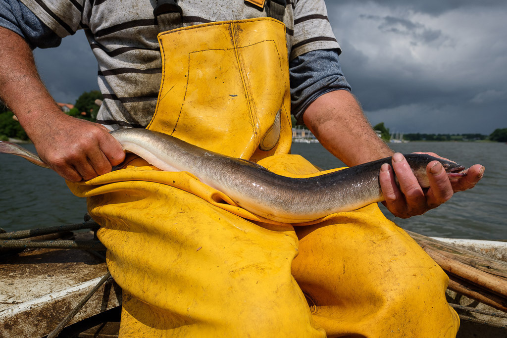 zeitenwende-farbe-03-09 | Matthias Nanz aus Schleswig ist einer der letzten Berufsfischer an der Schlei. Mit seinem Boot "Schle. 12" fährt Matthias Nanz vom Liegeplatz in Missunde zu den Fanggründen in der Schlei. In der warmen Jahreszeit sind Aale die bevorzugte Beute. Hier präsentiert Matthias Nanz ein Ausnahmeexemplar mit einem Gewicht von über 2 kg. - Realisiert mit Pictrs.com