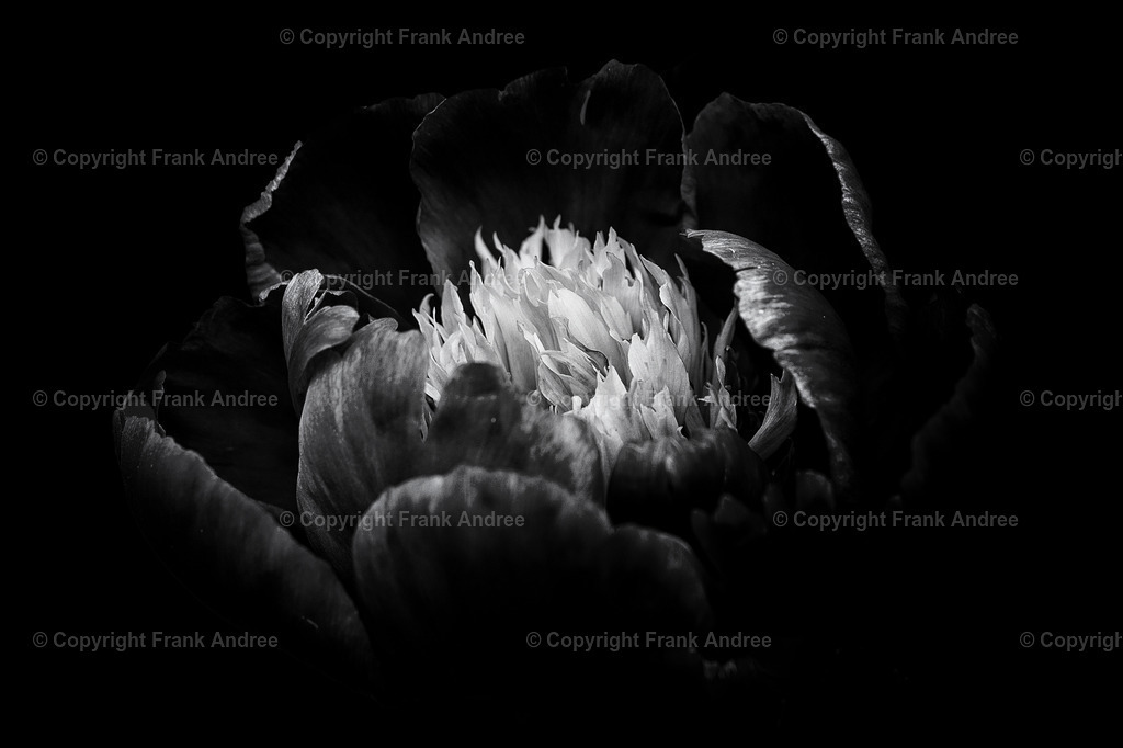 Pfingstrose | Nahaufnahme einer blühenden Pfingstrose. - Realisiert mit Pictrs.com