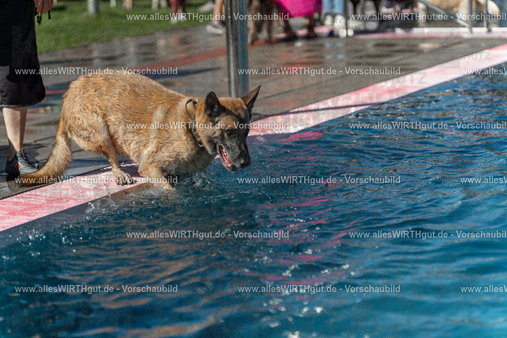 Hundeschwimmen_Volksbad_2026-allesWIRTHgut_Tierfotografie-2609061159-110941-7R500037 | Professionelle Tierfotografie in Mönchengladbach von Daniel Wirth (allesWIRTHgut). Liebevolle & natürliche Bilder von Hunden & Katzen für unvergessliche Erinnerungen.
