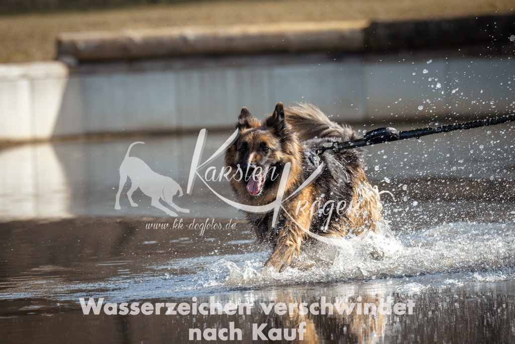 1152_ZZ96922 | kk-dogfotos