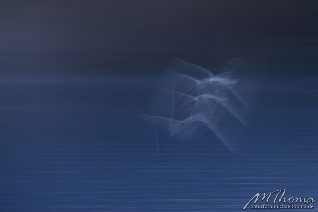 Möwe kreativ | Dies ist der Online-Shop von naturfoto.michaelthoma.de. Ich bin leidenschaftlicher Naturfotograf und fotografiere von der Andromedagalaxie bis zum Zwergtaucher, von der Ameise bis zum Orionnebel alles was mit Natur zu tun hat. Hier kann eine Auswahl meine - Realisiert mit Pictrs.com